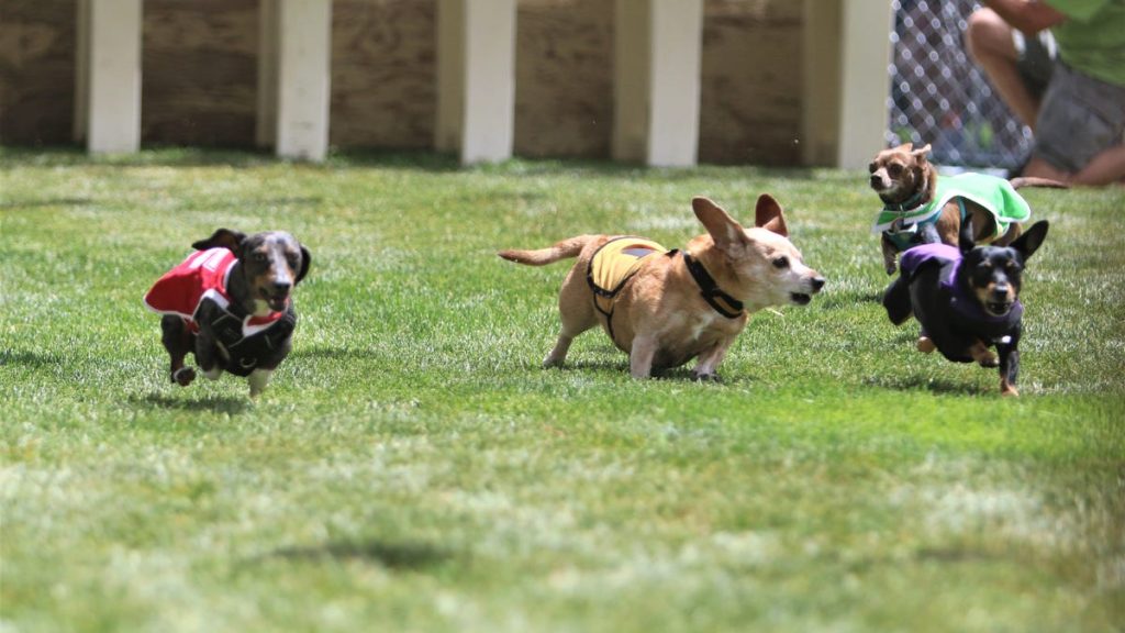 wiener-dog-races-prove-a-big-hit-at-riverfest-–-farmington-daily-times