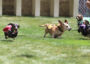 wiener-dog-races-prove-a-big-hit-at-riverfest-–-farmington-daily-times
