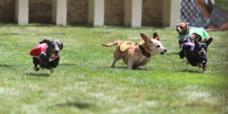 wiener-dog-races-prove-a-big-hit-at-riverfest-–-farmington-daily-times