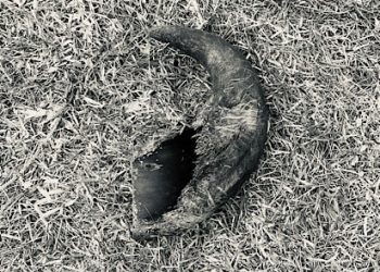 there-are-strange-things-in-my-backyard-–-kiss-95.1