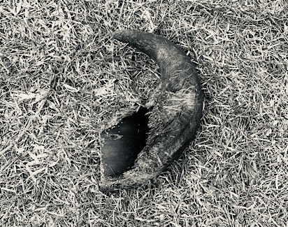 there-are-strange-things-in-my-backyard-–-kiss-95.1
