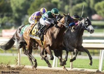combatant-shuttling-to-chile-for-2022-southern-hemisphere-season-–-horse-racing-news