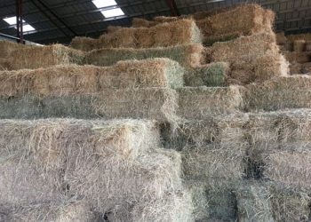us.-drought:-locate-hay-now-to-avoid-shortages-this-winter-–-horse-racing-news
