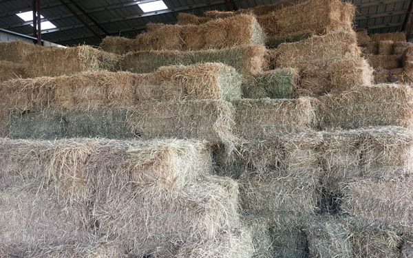 us.-drought:-locate-hay-now-to-avoid-shortages-this-winter-–-horse-racing-news