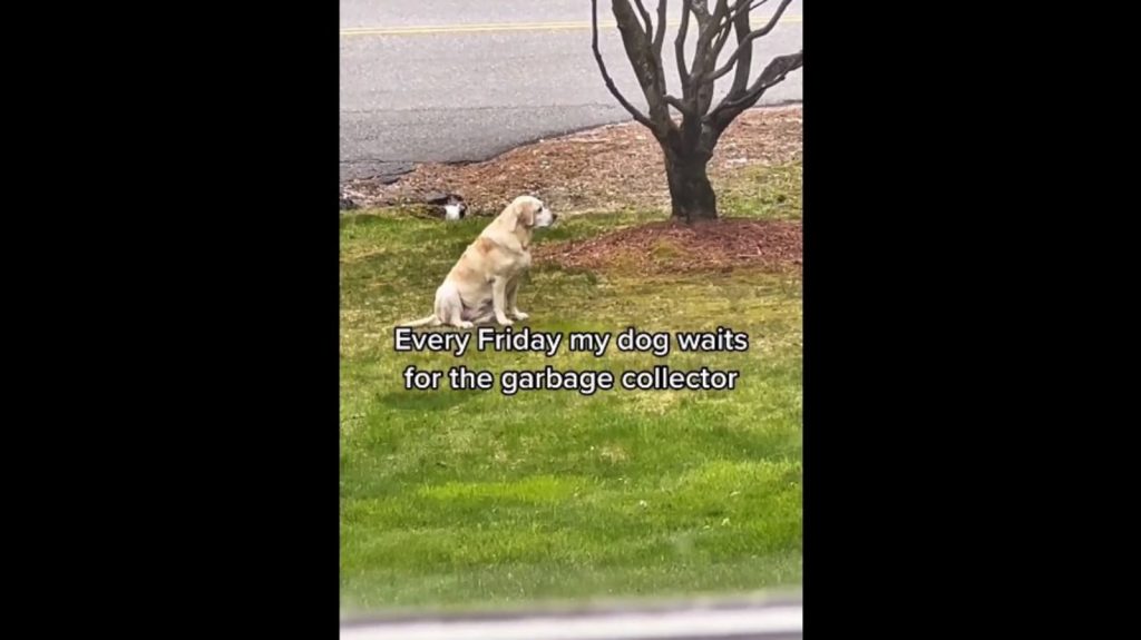 dog's-special-friendship-with-garbage-collector-is-too-adorable-to-handle.-watch-|-trending