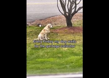 dog's-special-friendship-with-garbage-collector-is-too-adorable-to-handle.-watch-|-trending