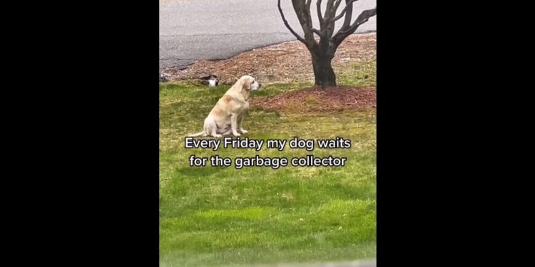 dog's-special-friendship-with-garbage-collector-is-too-adorable-to-handle.-watch-|-trending