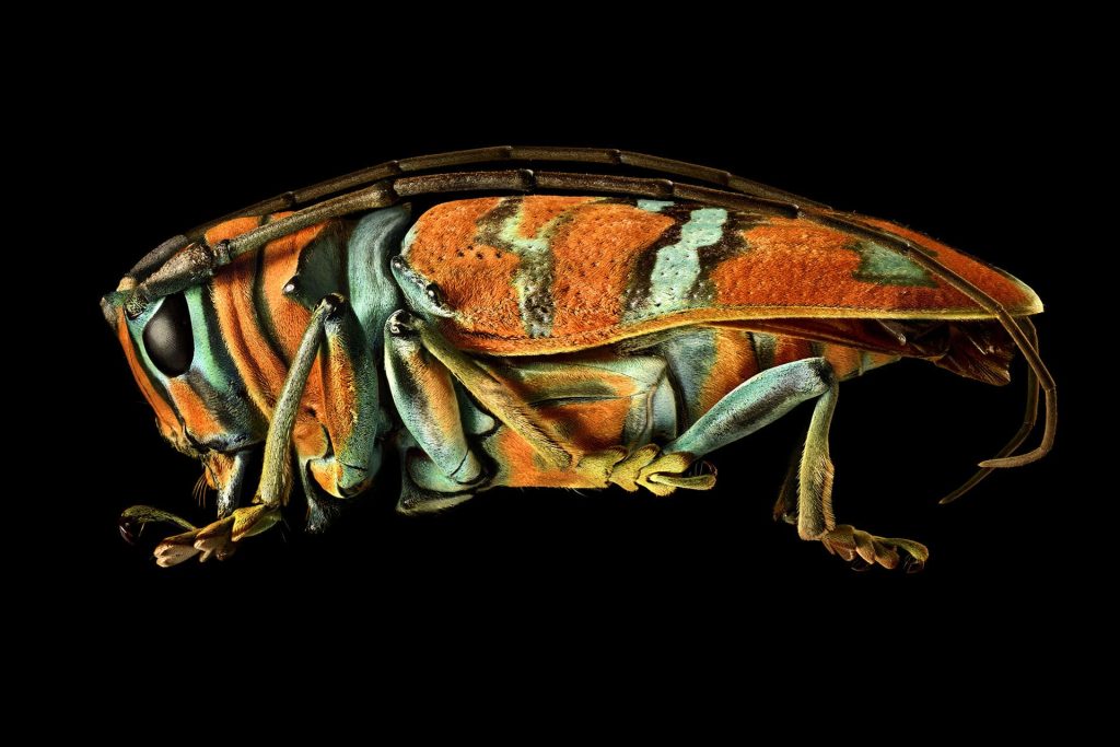 art-and-science-collide-in-these-beautiful-macro-images-of-insects-–-orion-magazine