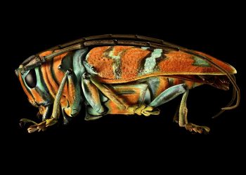 art-and-science-collide-in-these-beautiful-macro-images-of-insects-–-orion-magazine