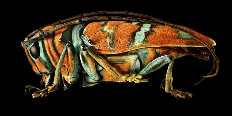 art-and-science-collide-in-these-beautiful-macro-images-of-insects-–-orion-magazine