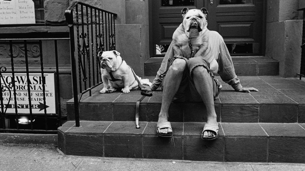 reading-between-the-lines-in-instagram-dog-adoption-posts-|-the-new-yorker