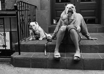 reading-between-the-lines-in-instagram-dog-adoption-posts-|-the-new-yorker