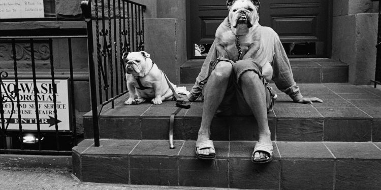 reading-between-the-lines-in-instagram-dog-adoption-posts-|-the-new-yorker