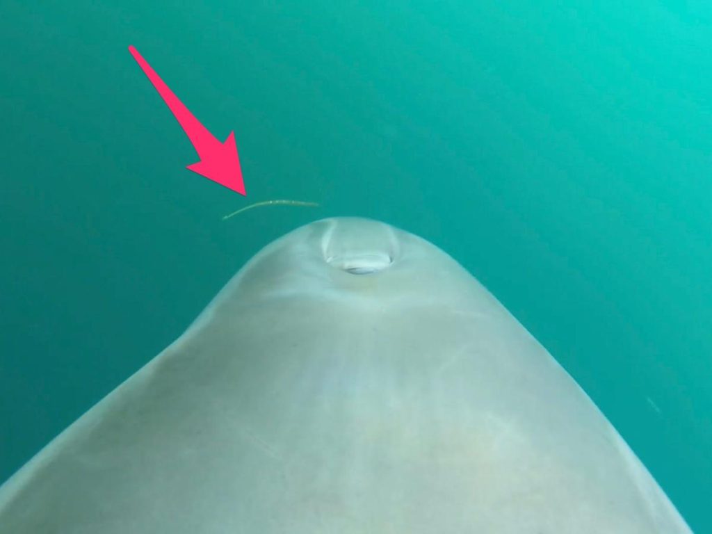 a-dolphin's-gopro-video-shows-it-eating-8-venomous-sea-snakes,-and-scientists-aren't-sure-why