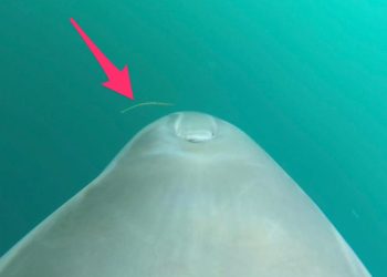 a-dolphin's-gopro-video-shows-it-eating-8-venomous-sea-snakes,-and-scientists-aren't-sure-why