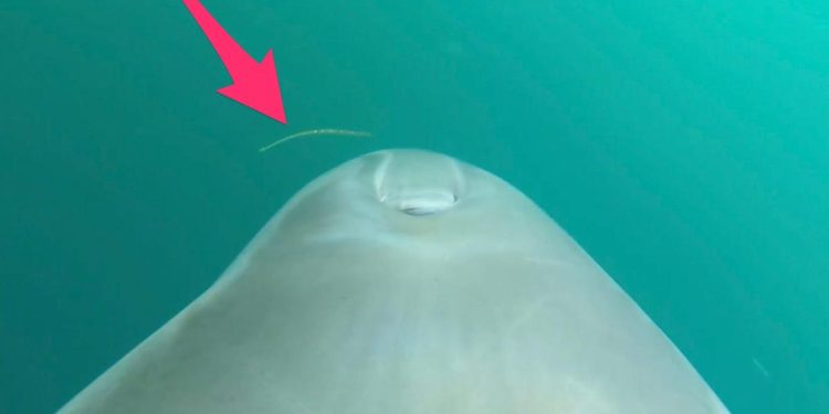 a-dolphin's-gopro-video-shows-it-eating-8-venomous-sea-snakes,-and-scientists-aren't-sure-why