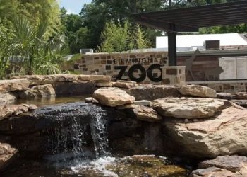wild-at-heart-party-will-boost-habitats,-education-at-birmingham-zoo-–-yellowhammer-news