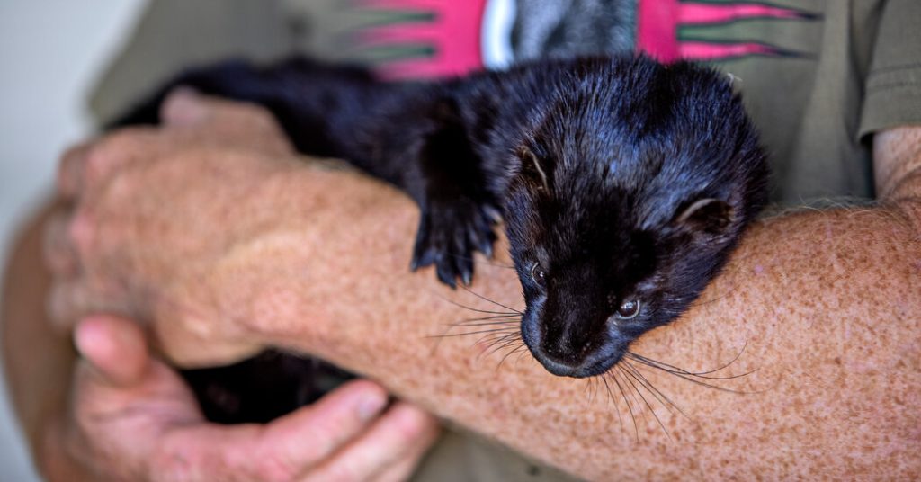 how-'the-most-vicious,-horrible-animal-alive'-became-a-youtube-star