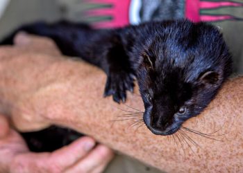 how-'the-most-vicious,-horrible-animal-alive'-became-a-youtube-star