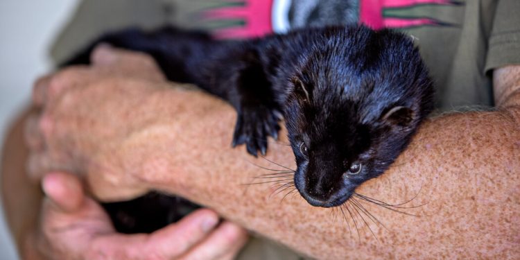 how-'the-most-vicious,-horrible-animal-alive'-became-a-youtube-star