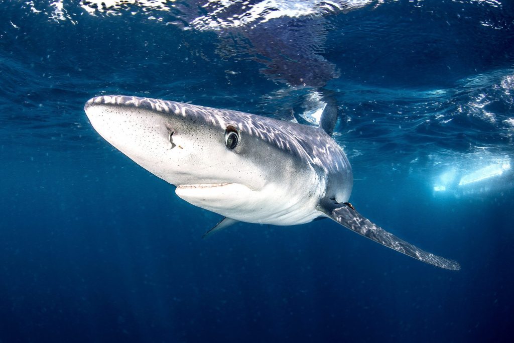 shark-attacks:-the-east-coast-isn't-ready-for-what's-coming.