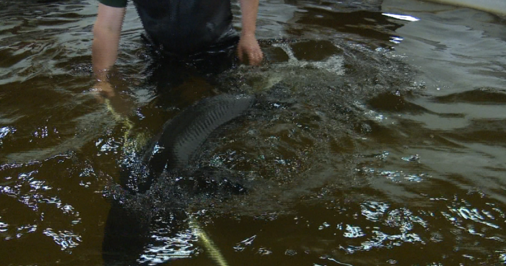 community-members-tour-the-sturgeon-passage-project-on-the-menominee-river