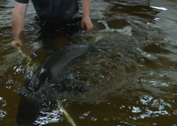 community-members-tour-the-sturgeon-passage-project-on-the-menominee-river