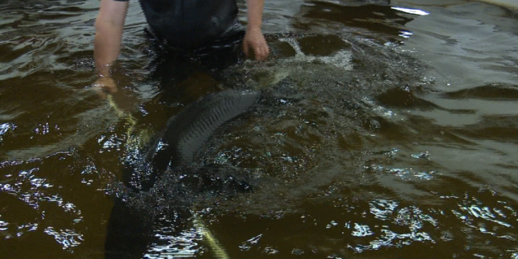 community-members-tour-the-sturgeon-passage-project-on-the-menominee-river