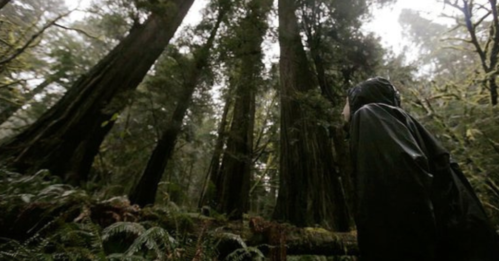 among-giants:-the-story-of-the-activists-trying-to-save-northern-california's-redwood-forest