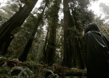 among-giants:-the-story-of-the-activists-trying-to-save-northern-california's-redwood-forest