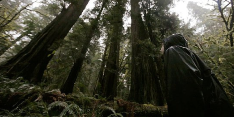 among-giants:-the-story-of-the-activists-trying-to-save-northern-california's-redwood-forest