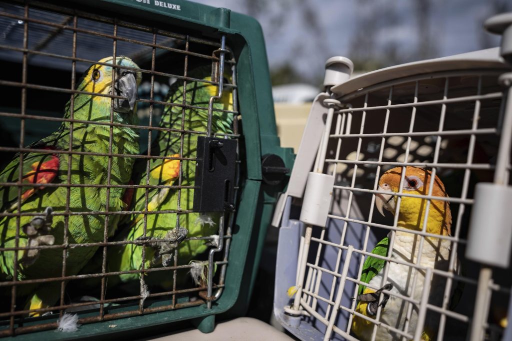 rescuers-flock-together-to-save-275-parrots-stranded-by-ian-–-ap-news