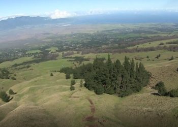 10/11/22-–-input-sought-for-management-of-kamehamenui-forest-reserve-on-maui