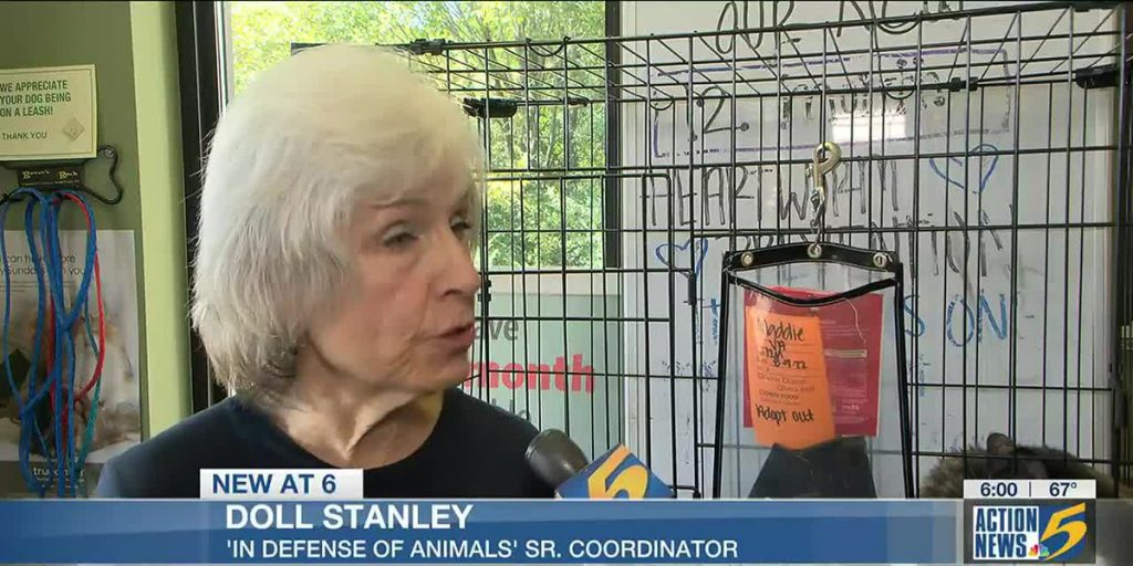 animal-advocates-seek-prosecution-for-snapchat-kitten-killers-–-kwch