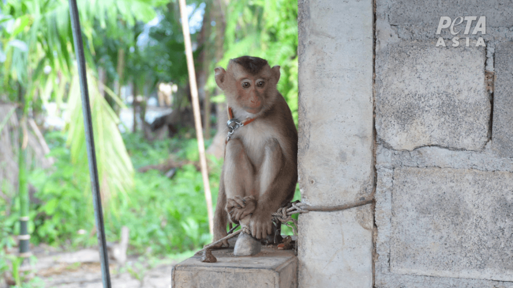 exposed:-thai-coconut-industry-abuses-primates-–-peta-investigations