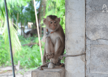 exposed:-thai-coconut-industry-abuses-primates-–-peta-investigations