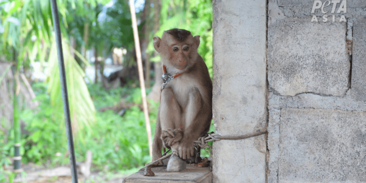 exposed:-thai-coconut-industry-abuses-primates-–-peta-investigations