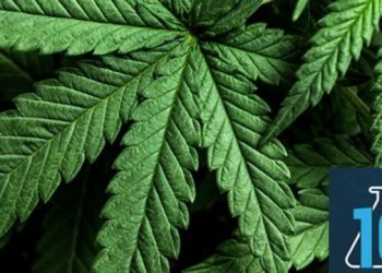 the-entourage-effect:-thinking-beyond-thc-with-sean-haghgou-–-technology-networks