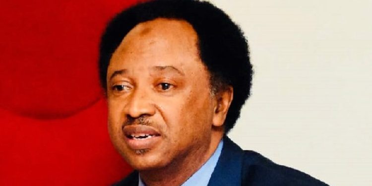 new-naira-notes:-if-it's-colour,-cbn-should-have-just-engaged-snapchat-–-shehu-sani