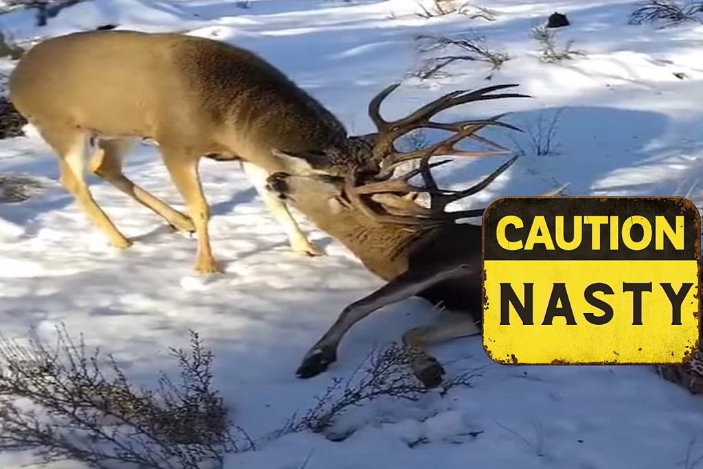 extremely-gruesome-video-shows-2-deer,-1-dead,-locked-together-–-k2-radio