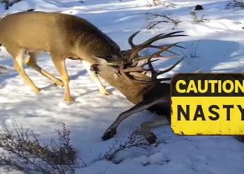 extremely-gruesome-video-shows-2-deer,-1-dead,-locked-together-–-k2-radio