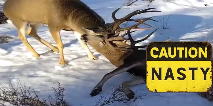 extremely-gruesome-video-shows-2-deer,-1-dead,-locked-together-–-k2-radio