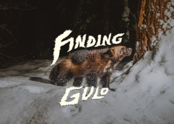 watch:-backcountry-guide-&-field-biologist-set-out-to-document-elusive-wolverine-population
