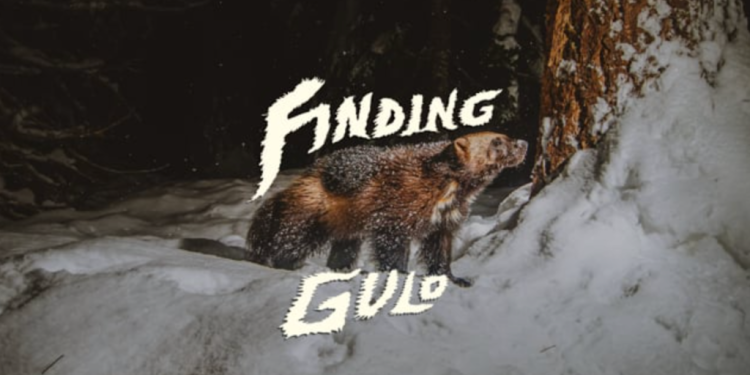 watch:-backcountry-guide-&-field-biologist-set-out-to-document-elusive-wolverine-population