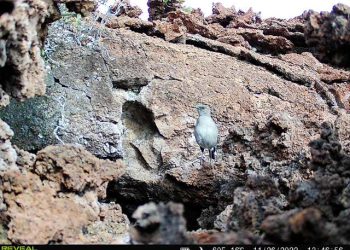 12/08/22-–-minimal-ecological-impacts-from-mauna-loa-eruption