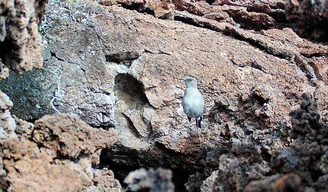 12/08/22-–-minimal-ecological-impacts-from-mauna-loa-eruption