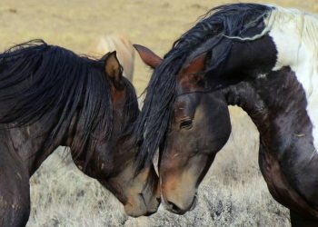 mustang-movie's-re-release-highlights-worsening-plight-of-wild-horses-–-horsetalkco.nz