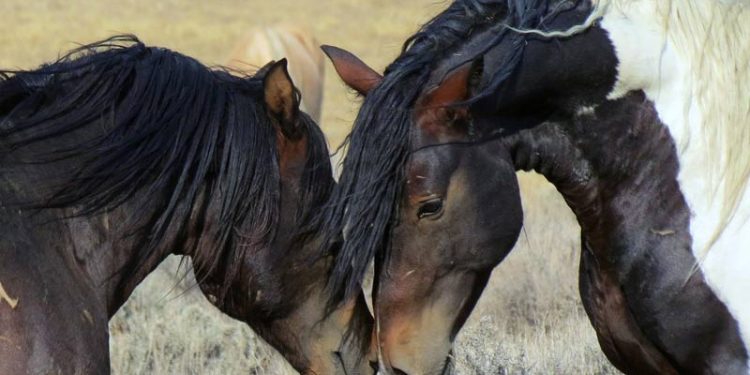 mustang-movie's-re-release-highlights-worsening-plight-of-wild-horses-–-horsetalkco.nz
