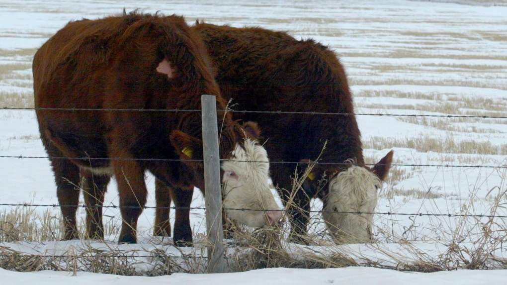four-runaway-cows-in-quebec-caught-in-covert-operation-and-returned-to-thankful-owner