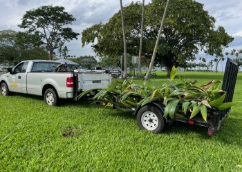 12/19/22-–-another-attempt-to-plant-kanaka-garden-at-wailoa-river-state-…